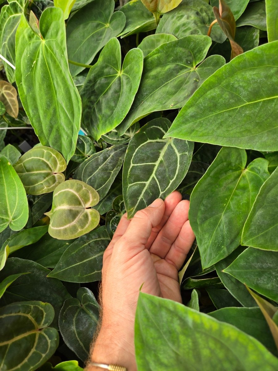 Anthurium 'Doc Block Red F2' x A. (Tim Anderson 'Crystal Mag/Tim's Black') (A19) - Nice Plants Good Pots