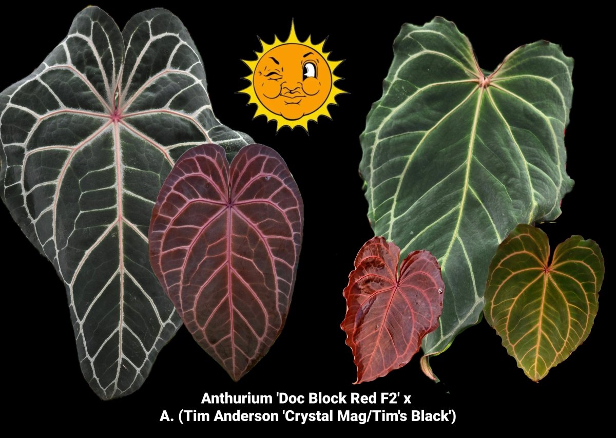 Anthurium 'Doc Block Red F2' x A. (Tim Anderson 'Crystal Mag/Tim's Black') (A19) - Nice Plants Good Pots