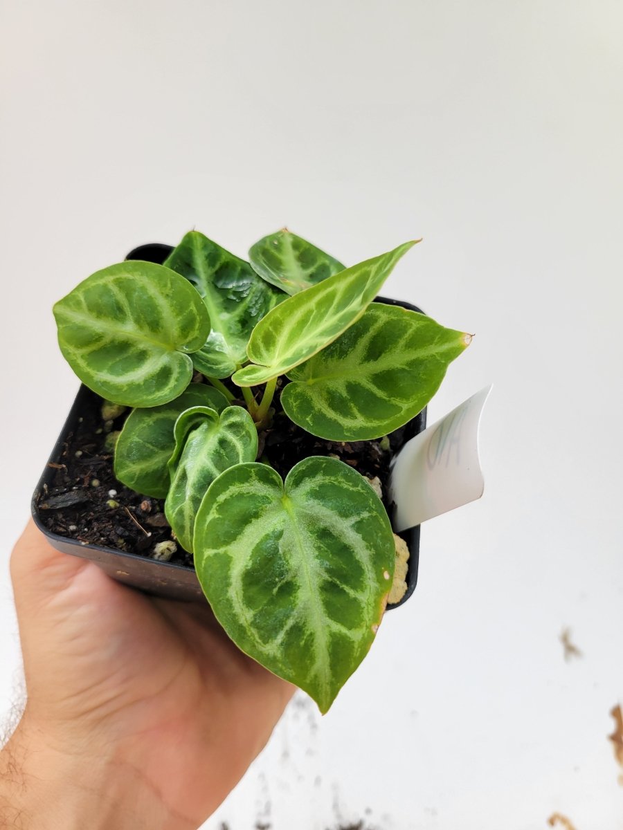 Anthurium Doriyaki Silver Blush - Nice Plants Good Pots