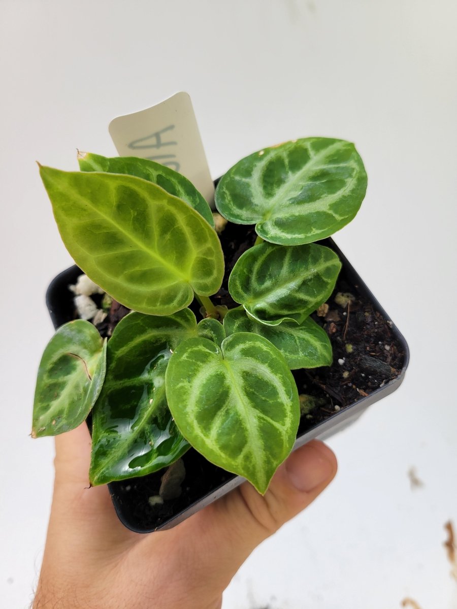 Anthurium Doriyaki Silver Blush - Nice Plants Good Pots