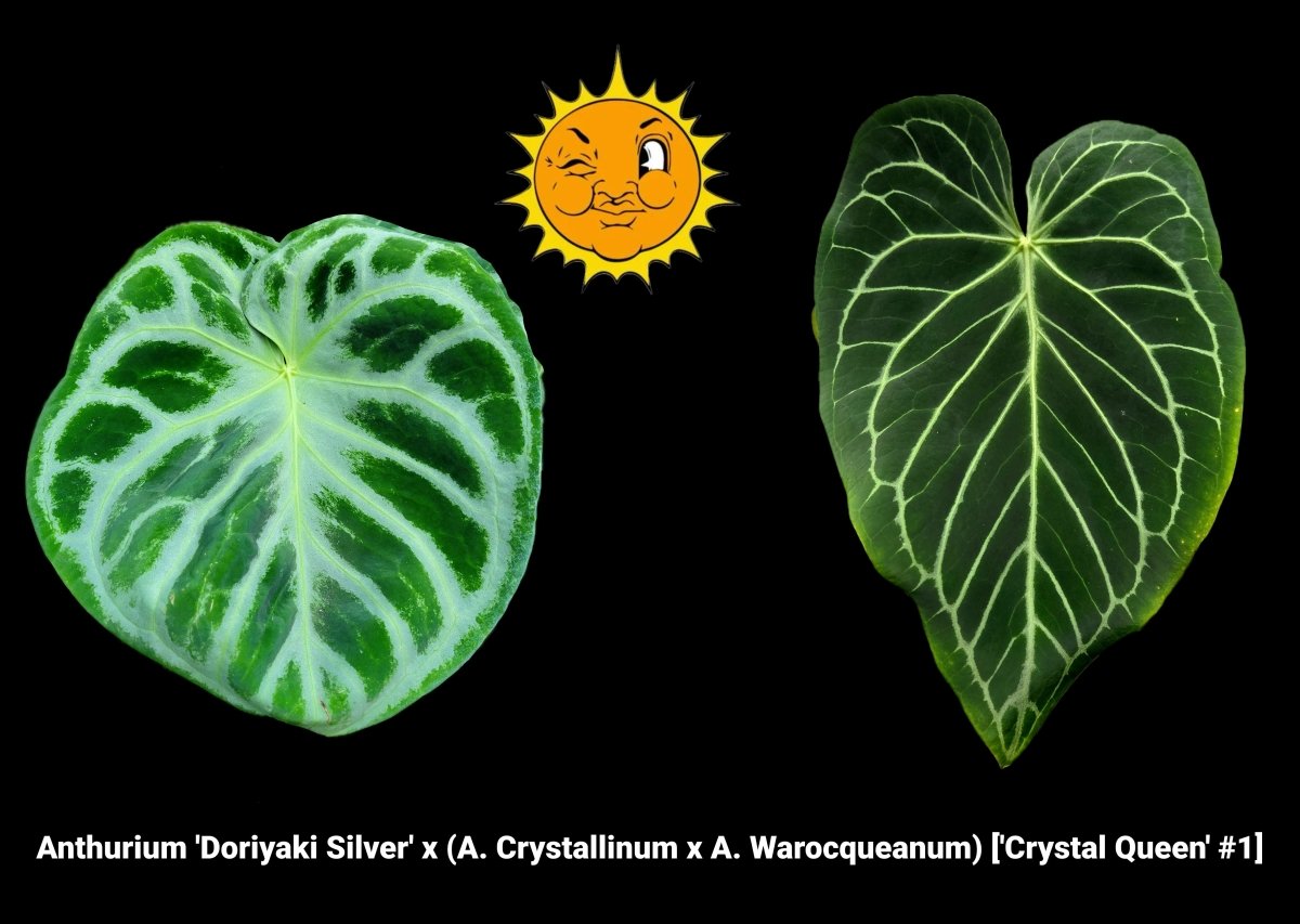 Anthurium 'Doriyaki Silver' x (A. Crystallinum x A. Warocqueanum
