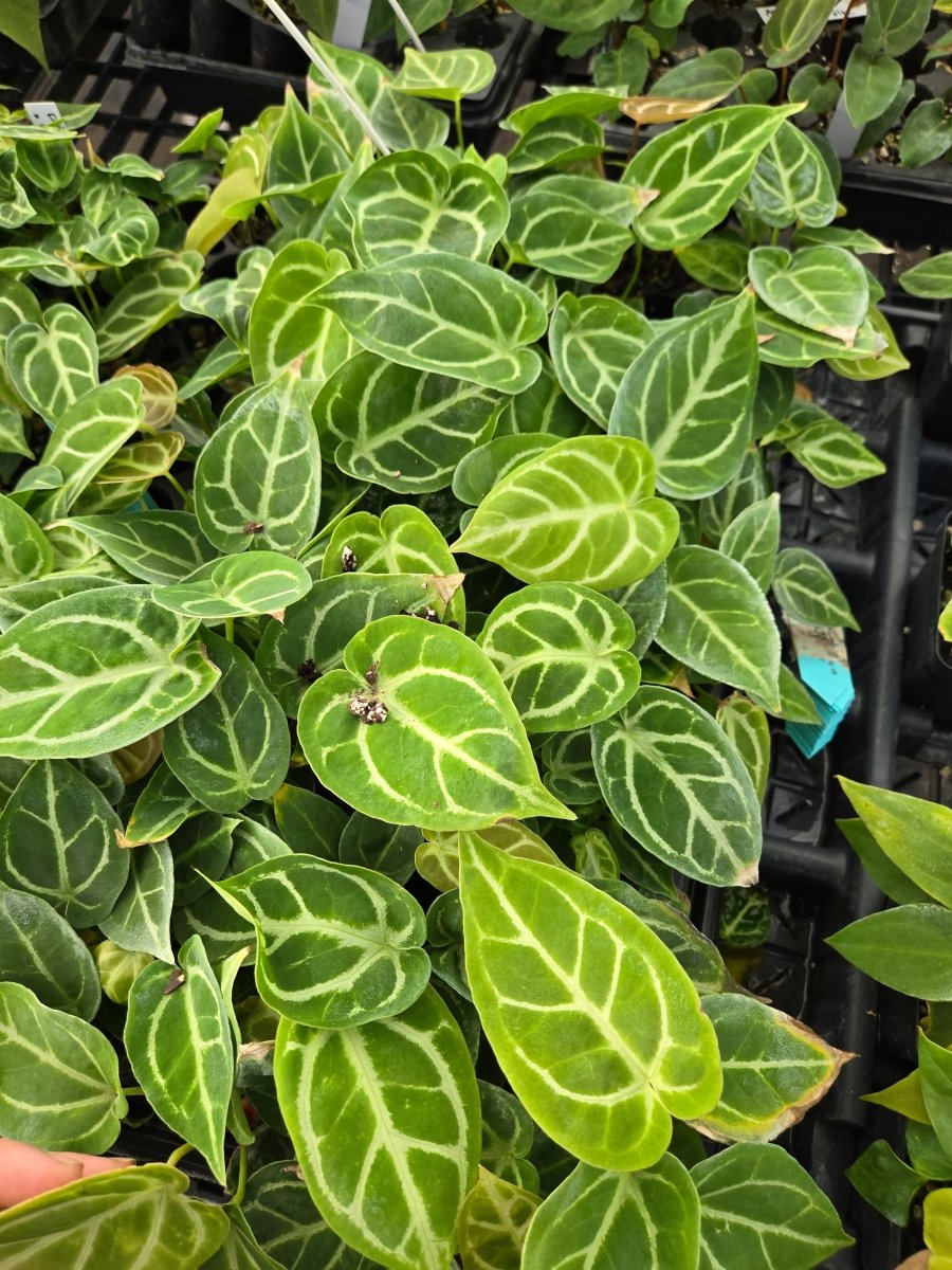 Anthurium 'Doriyaki Silver' x (A. Crystallinum x A. Warocqueanum) ['Crystal Queen' 1] (A39) - Nice Plants Good Pots
