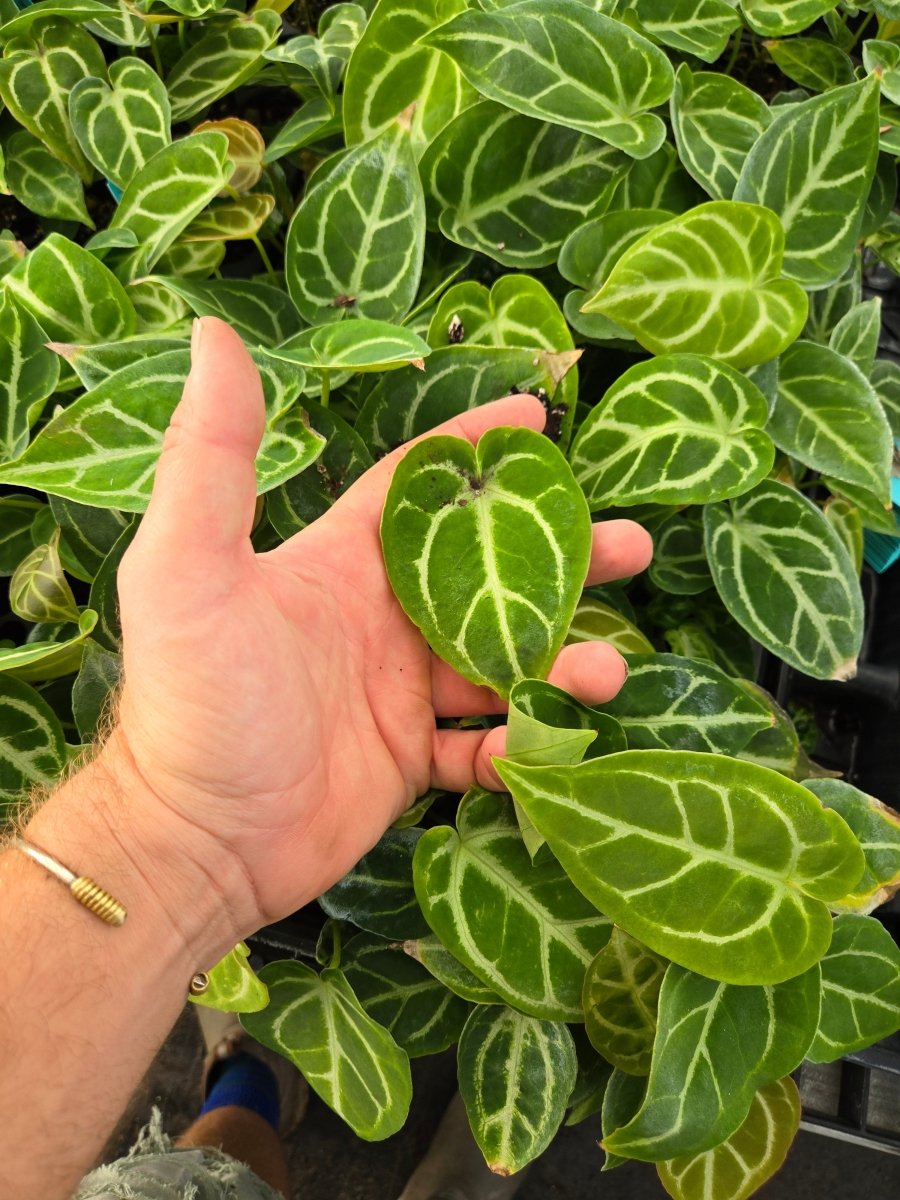 Anthurium 'Doriyaki Silver' x (A. Crystallinum x A. Warocqueanum