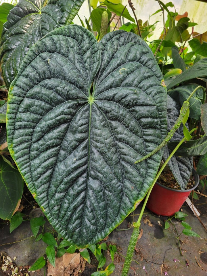 Anthurium Dr Block Purple F2 x Luxurians - Nice Plants Good Pots