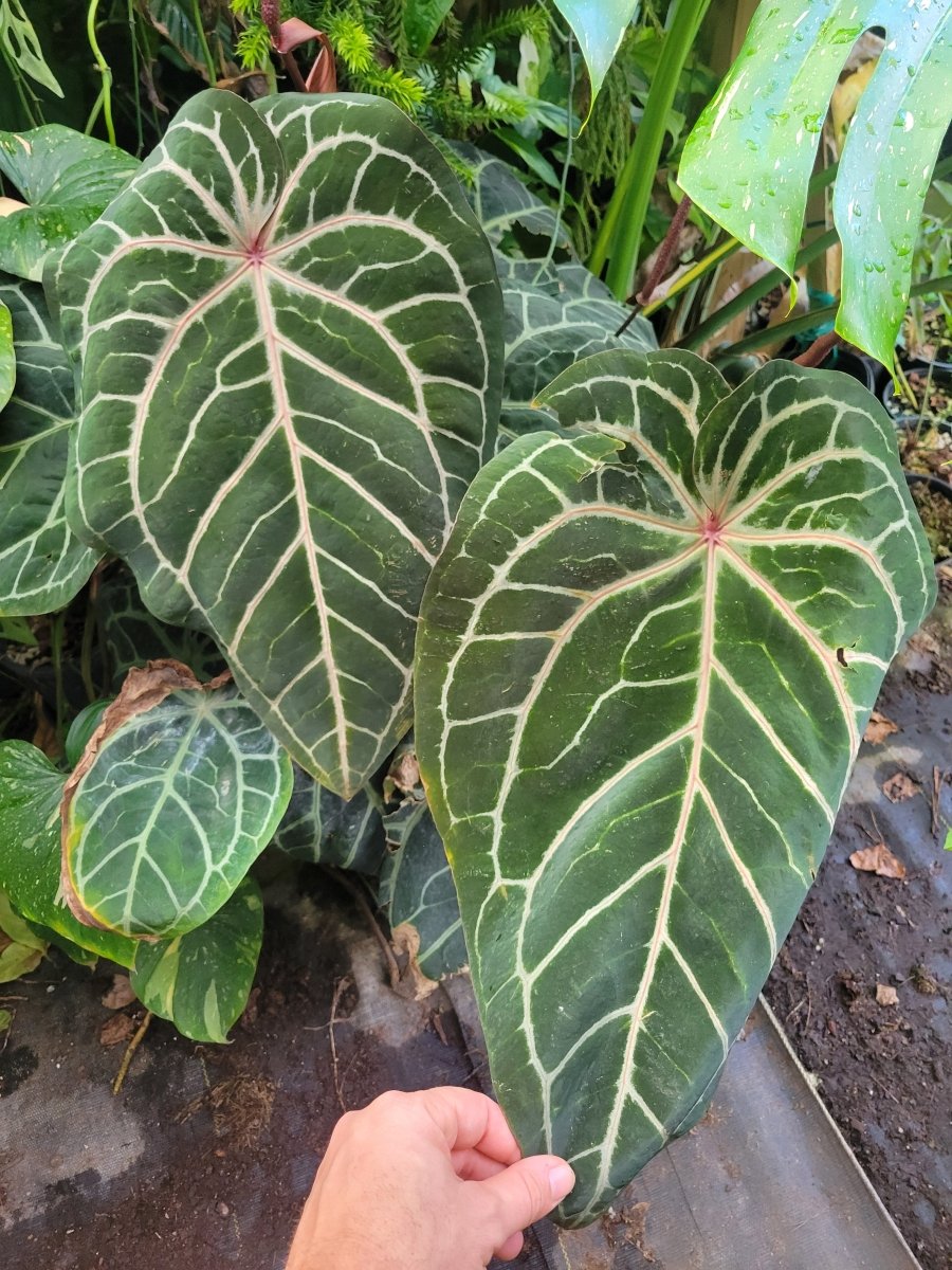 Anthurium Dr Block Red F2 x Open - Nice Plants Good Pots