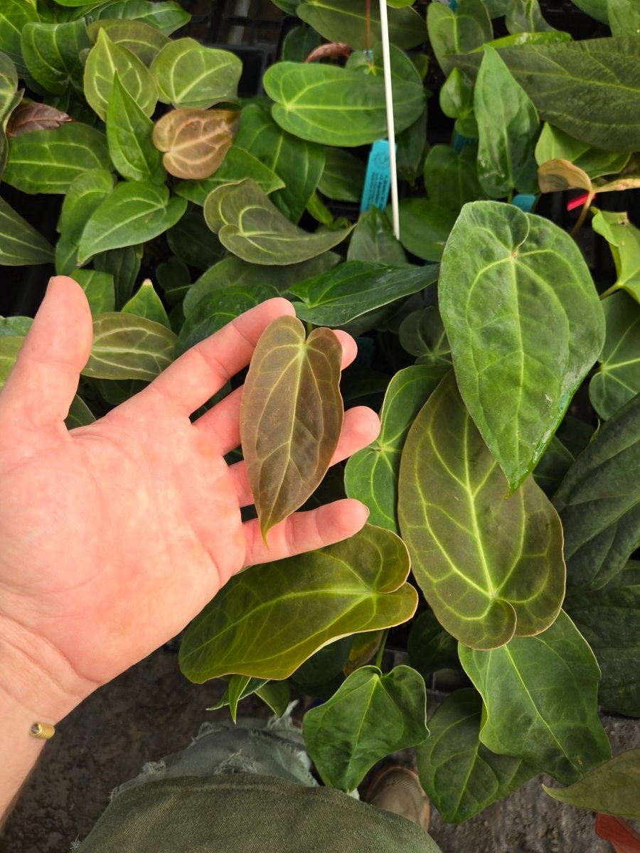 Anthurium (Dreslerii 'Ree Gardens' /Papillilaminum 'Ree Gardens') x A. Angustilobum (A29) - Nice Plants Good Pots