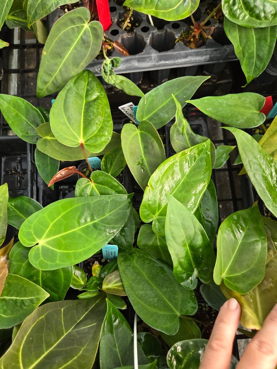 Anthurium (Dreslerii 'Ree Gardens' /Papillilaminum 'Ree Gardens') x A. Angustilobum (A29) - Nice Plants Good Pots