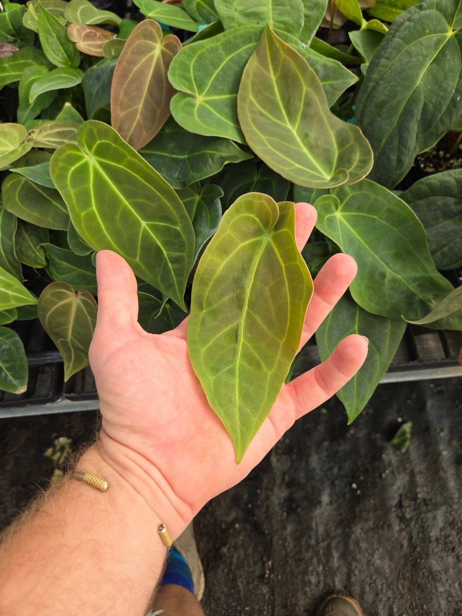 Anthurium (Dreslerii 'Ree Gardens' /Papillilaminum 'Ree Gardens') x A. Angustilobum (A29) - Nice Plants Good Pots