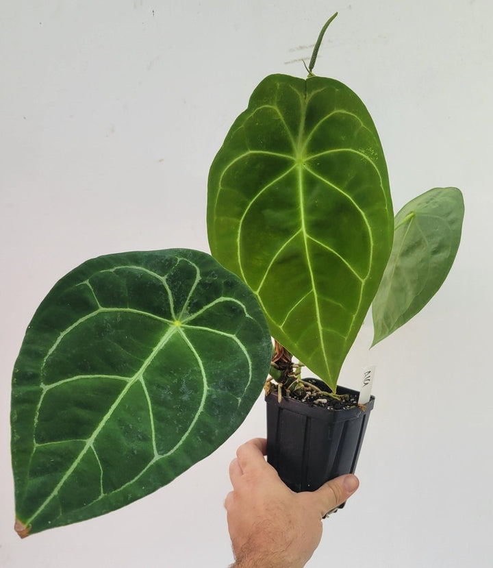 Anthurium Florida Dark Mag x Forgetii - Nice Plants Good Pots