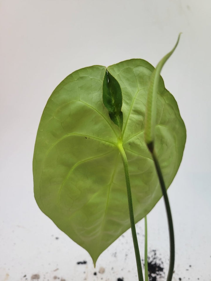 Anthurium Florida Dark Mag x Forgetii - Nice Plants Good Pots