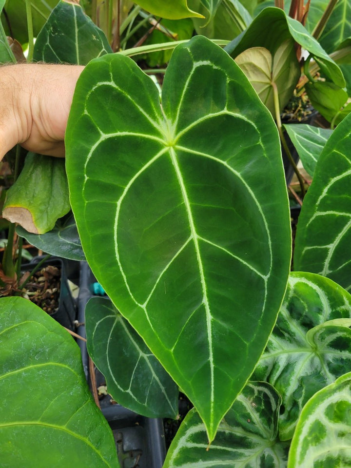 Anthurium Forgetii x 420 Dark Magnificum - Nice Plants Good Pots