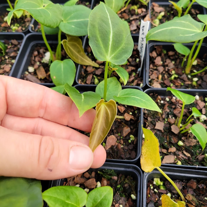 Anthurium Forgetii x 420 Dark Magnificum - Nice Plants Good Pots