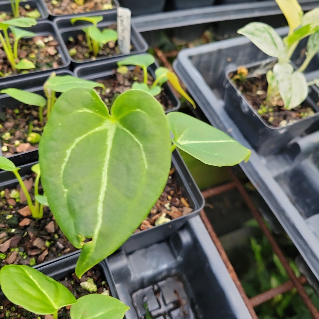 Anthurium Forgetii x 420 Dark Magnificum - Nice Plants Good Pots