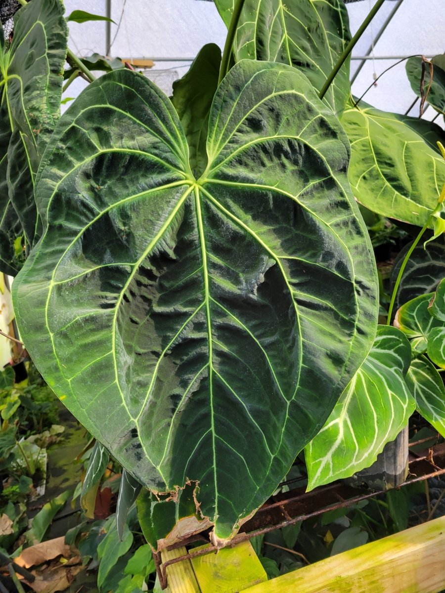 Anthurium Forgetii x 420 Dark Magnificum - Nice Plants Good Pots