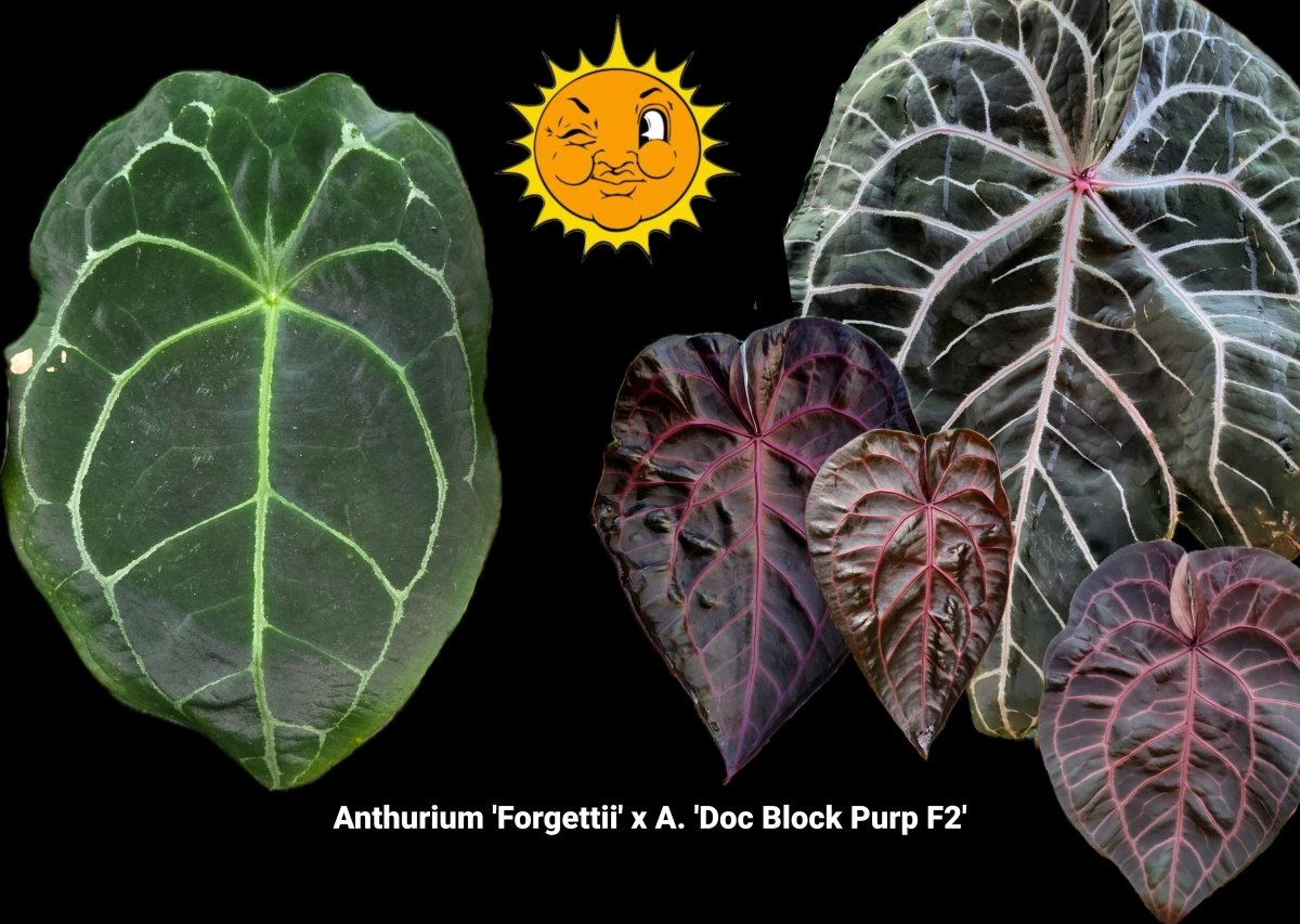 Anthurium 'Forgettii' x A. 'Doc Block Purp F2' (A5) - Nice Plants Good Pots