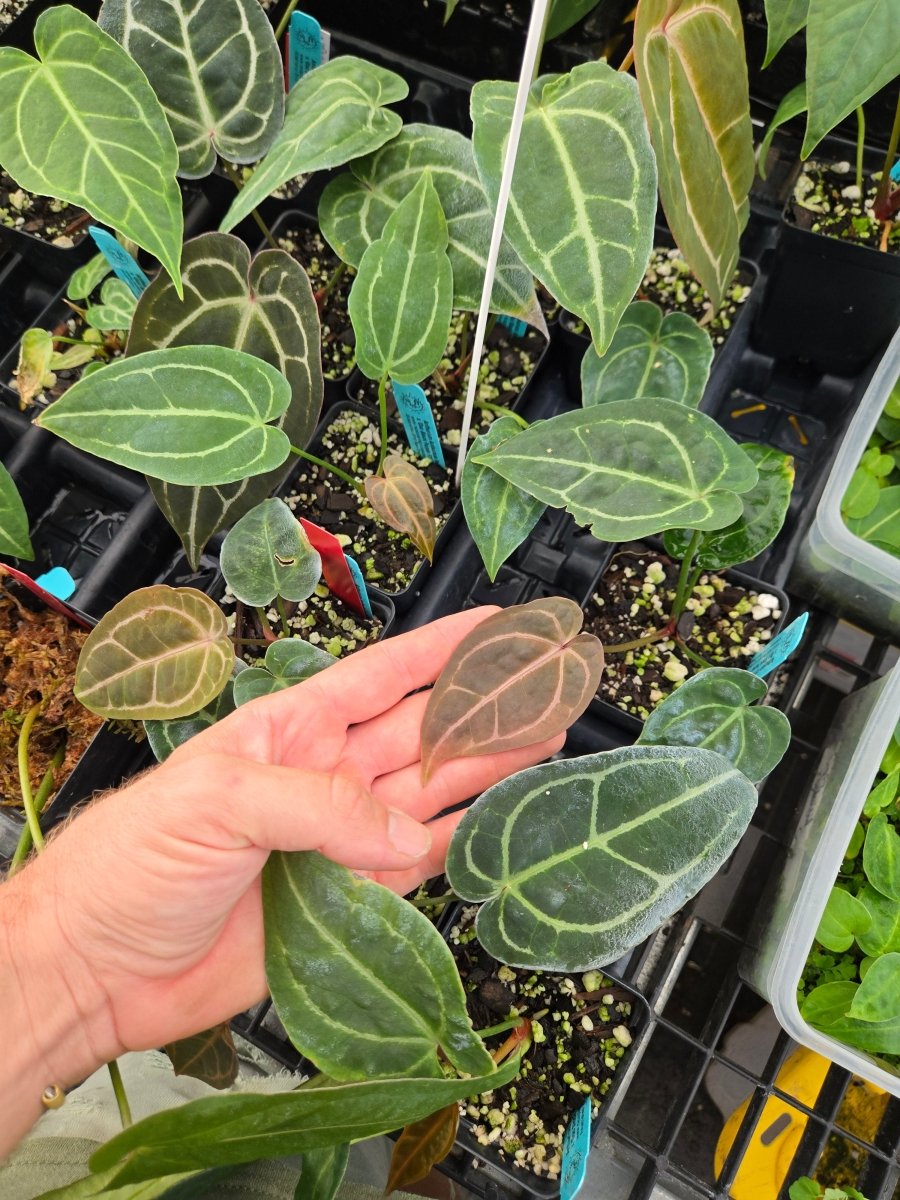 Anthurium 'Forgettii' x A. 'Doc Block Purp F2' (A5) - Nice Plants Good Pots