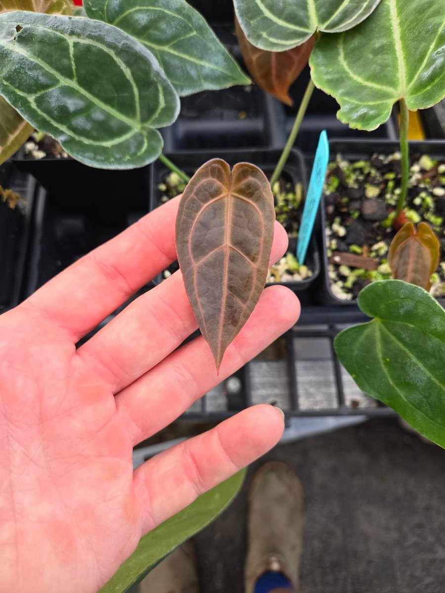 Anthurium 'Forgettii' x A. 'Doc Block Purp F2' (A5) - Nice Plants Good Pots