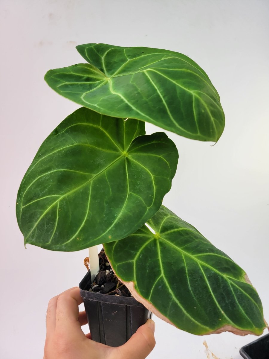 Anthurium Hoffmannii - Nice Plants Good Pots