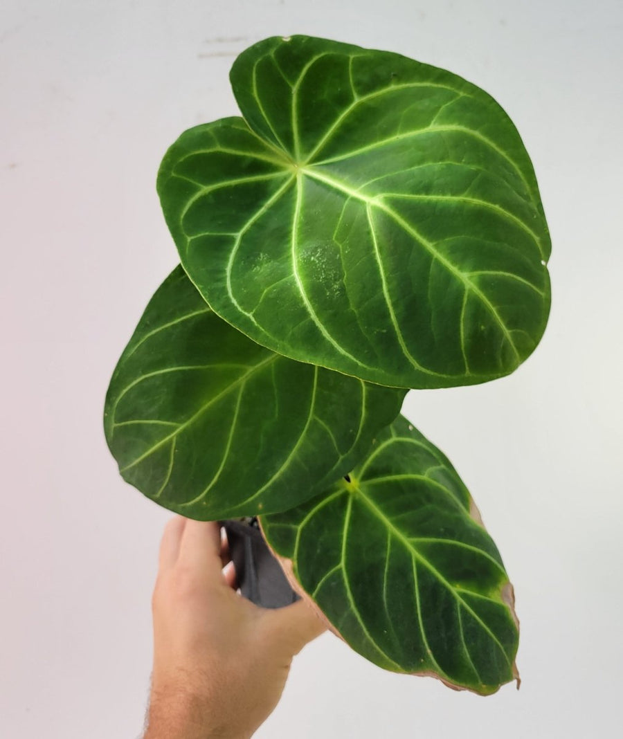 Anthurium Hoffmannii - Nice Plants Good Pots