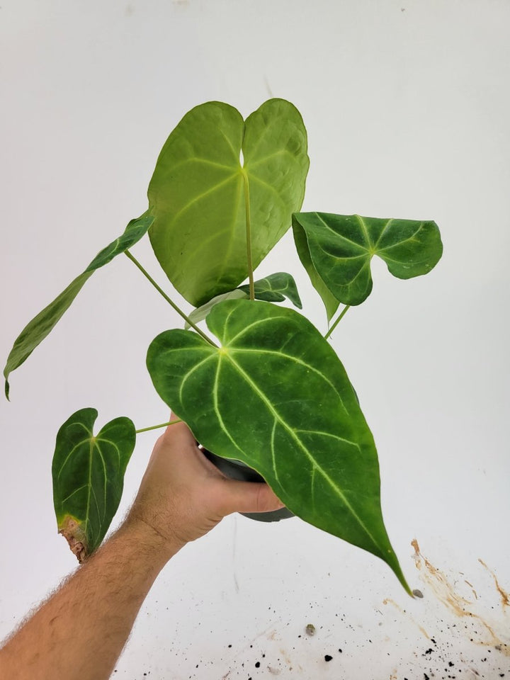 Anthurium Hoffmannii Narrow Form - Nice Plants Good Pots