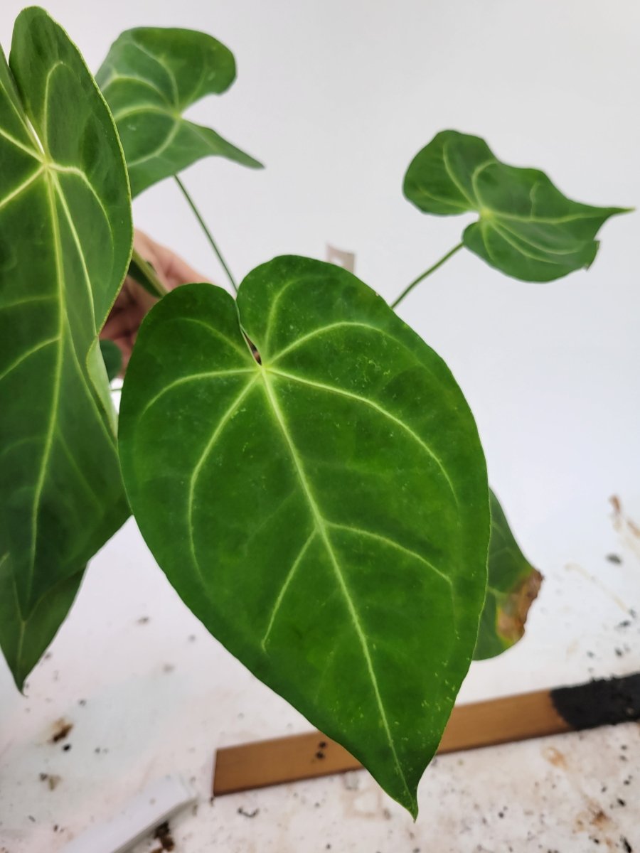 Anthurium Hoffmannii Narrow Form - Nice Plants Good Pots