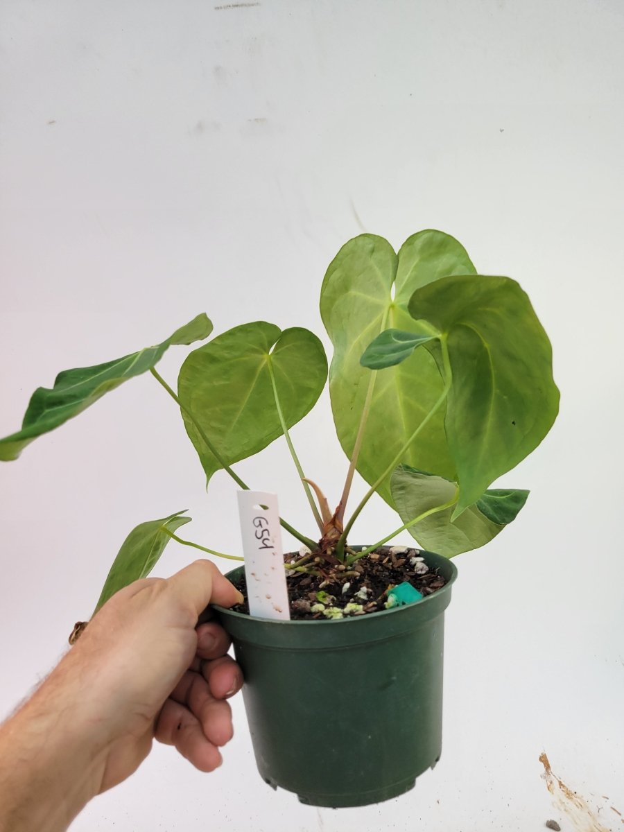 Anthurium Hoffmannii Narrow Form - Nice Plants Good Pots