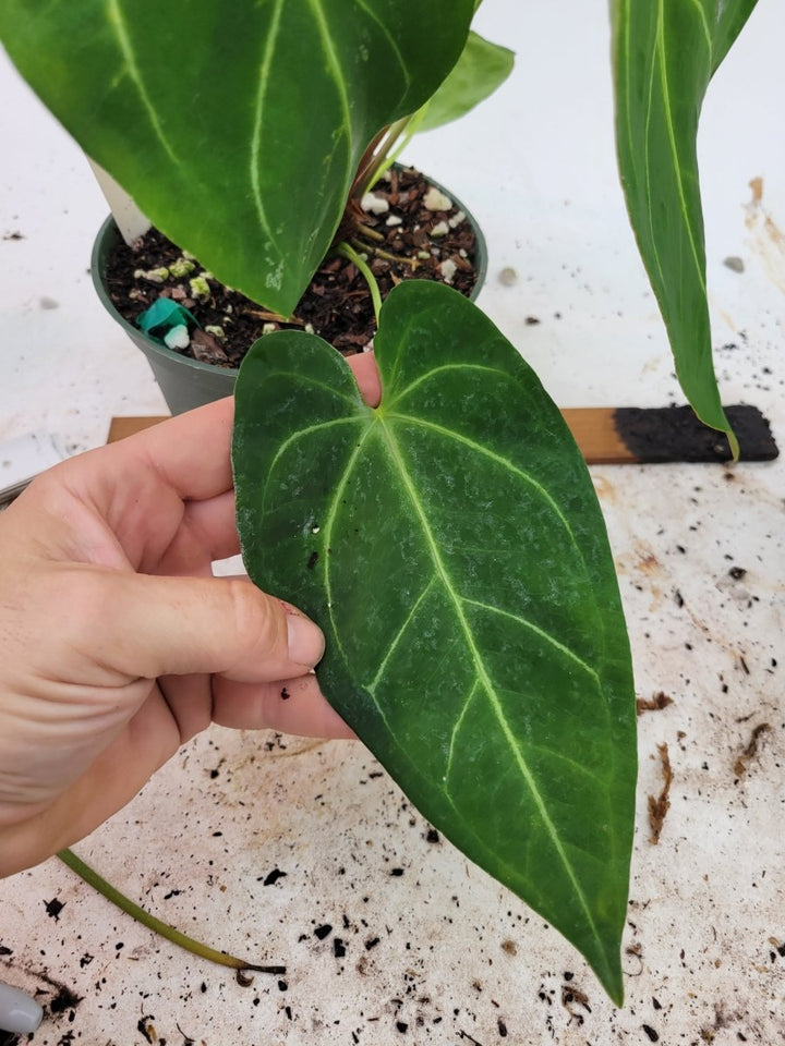 Anthurium Hoffmannii Narrow Form - Nice Plants Good Pots