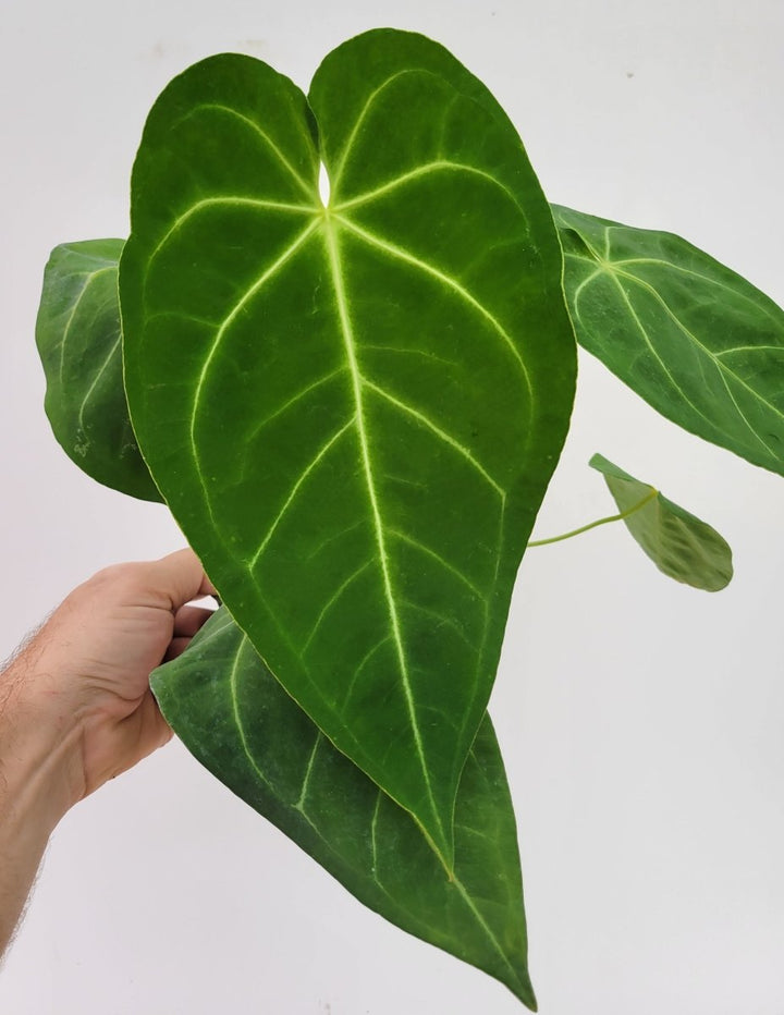 Anthurium Hoffmannii Narrow Form - Nice Plants Good Pots