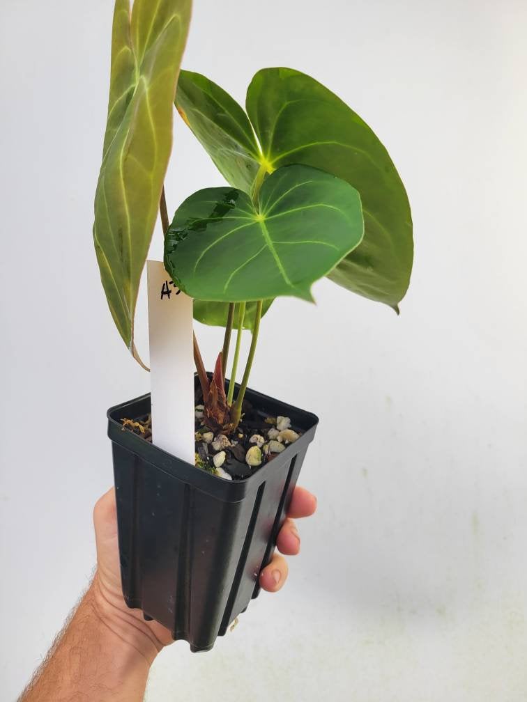 Anthurium Hoffmannii seedling F2 - Nice Plants Good Pots