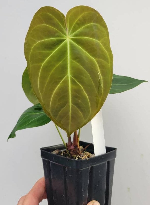 Anthurium Hoffmannii seedling F2 - Nice Plants Good Pots