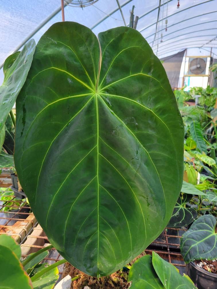 Anthurium Hoffmannii seedling F2 - Nice Plants Good Pots