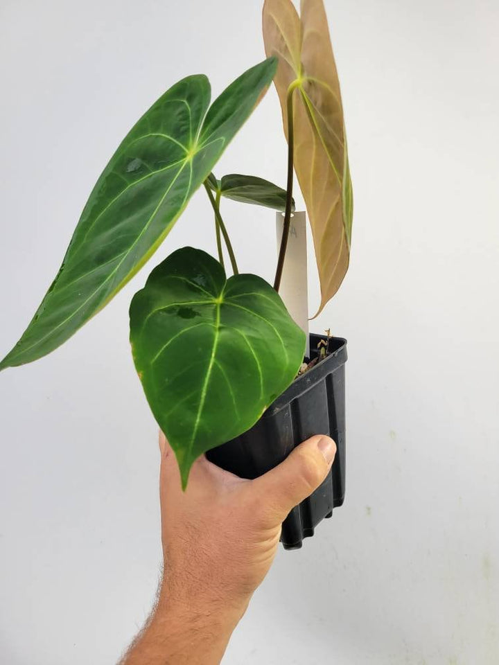 Anthurium Hoffmannii seedling F2 - Nice Plants Good Pots