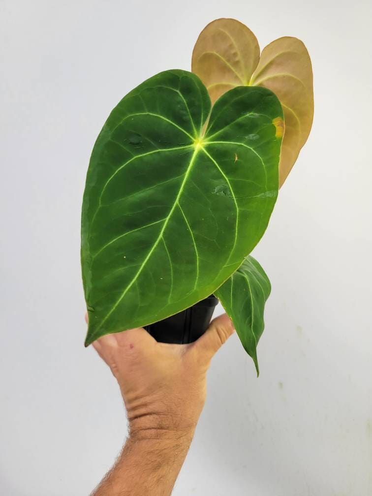 Anthurium Hoffmannii seedling F2 - Nice Plants Good Pots