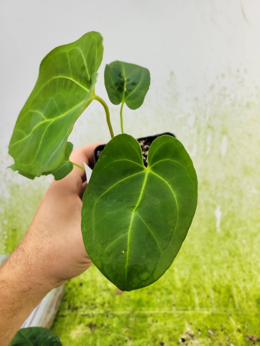 Anthurium Hoffmannii X - Nice Plants Good Pots