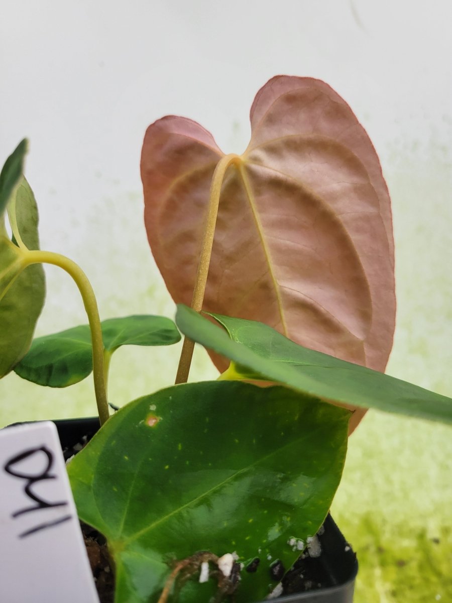 Anthurium Hoffmannii x A. Papillilaminum Ree Gardens - Nice Plants Good Pots