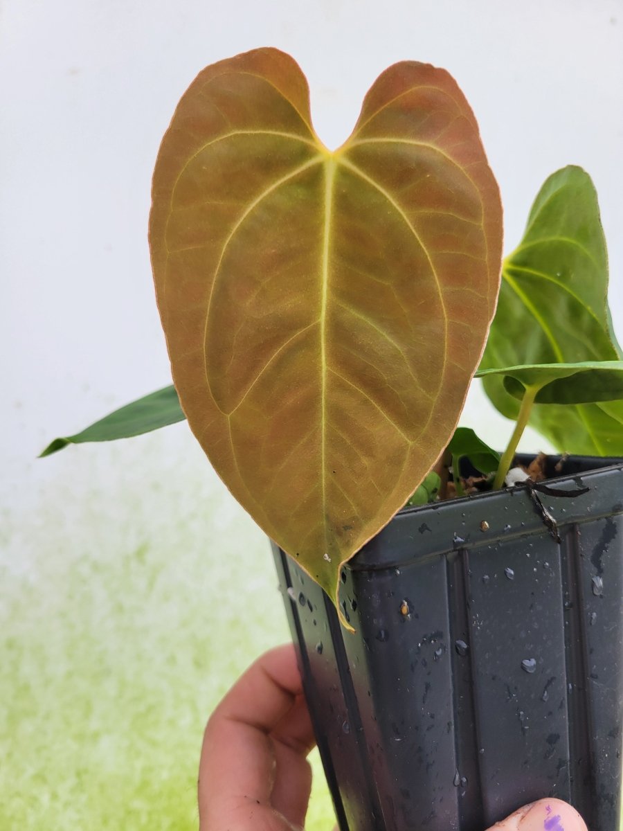 Anthurium Hoffmannii x A. Papillilaminum Ree Gardens - Nice Plants Good Pots