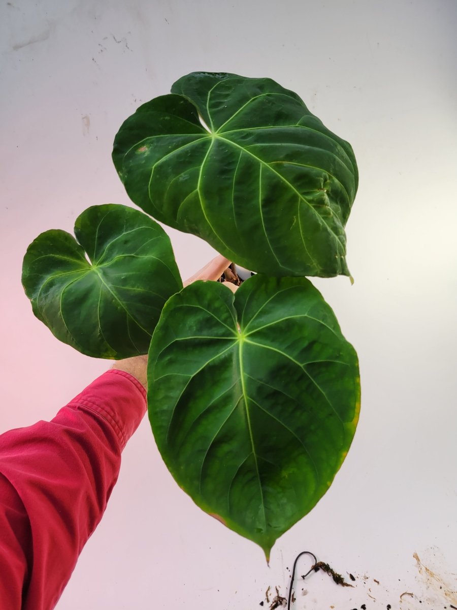 Anthurium Hoffmannii X F1 - Nice Plants Good Pots