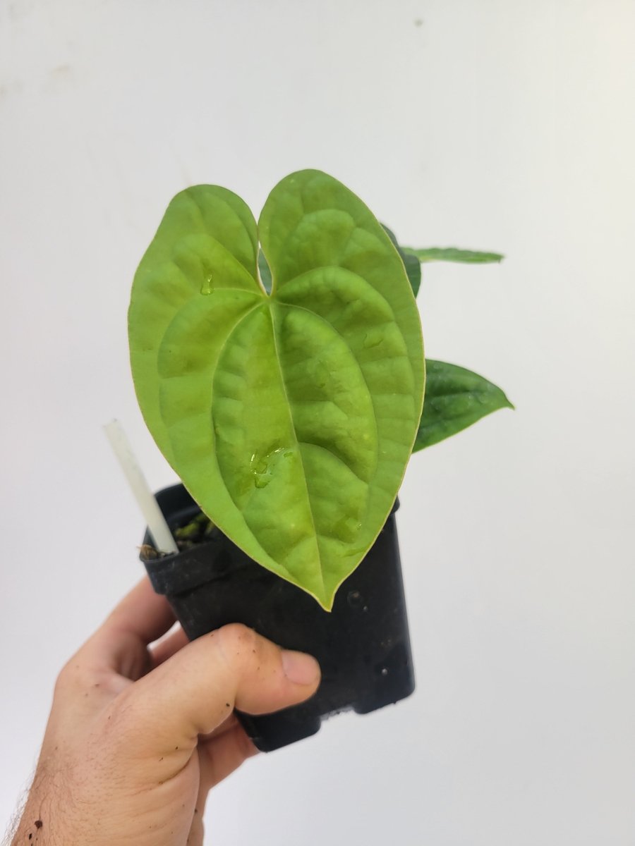 Anthurium Hoffmannii X Luxurians - Nice Plants Good Pots