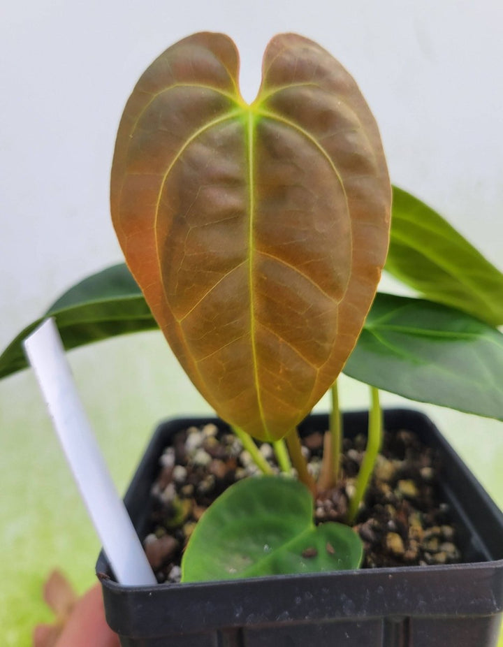 Anthurium Hoffmannii x Papillilaminum Ree Gardens - Nice Plants Good Pots