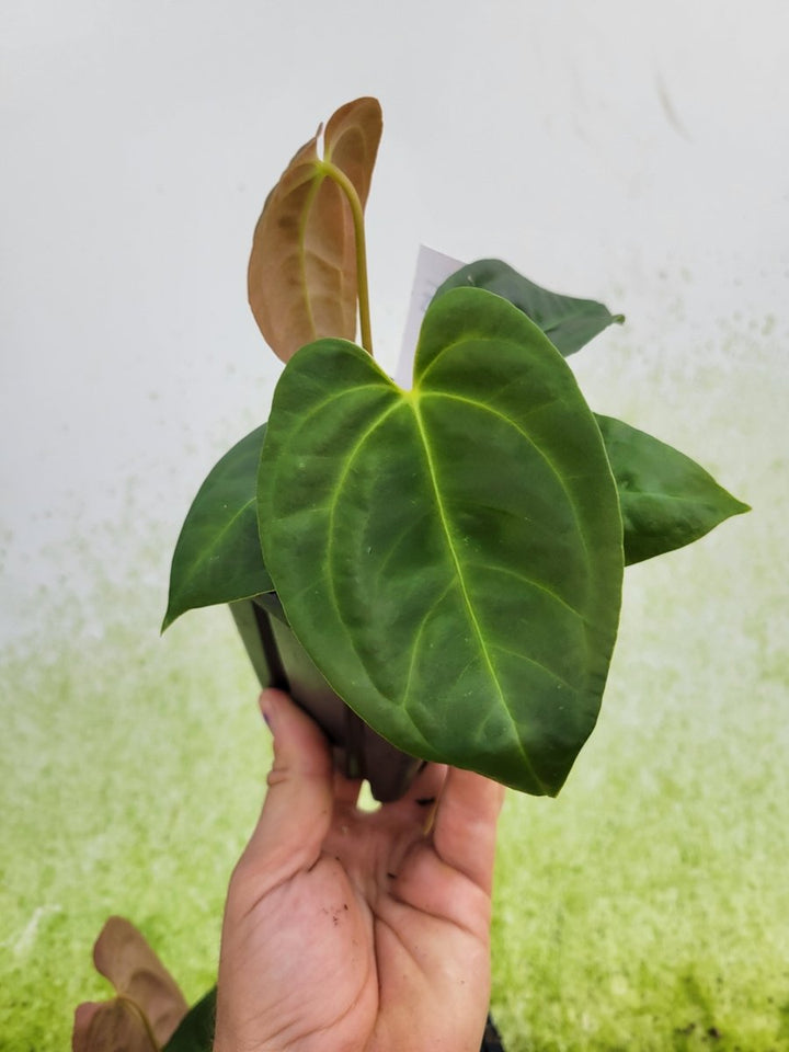 Anthurium Hoffmannii x Papillilaminum Ree Gardens - Nice Plants Good Pots