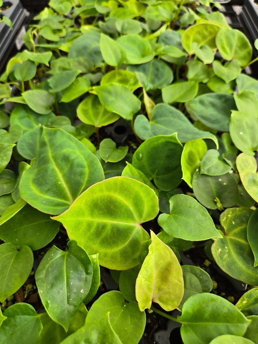 Anthurium 'Hoffmannii X' x open (A24) - Nice Plants Good Pots