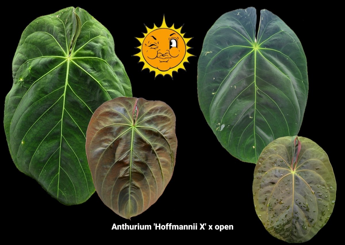 Anthurium 'Hoffmannii X' x open (A24) - Nice Plants Good Pots
