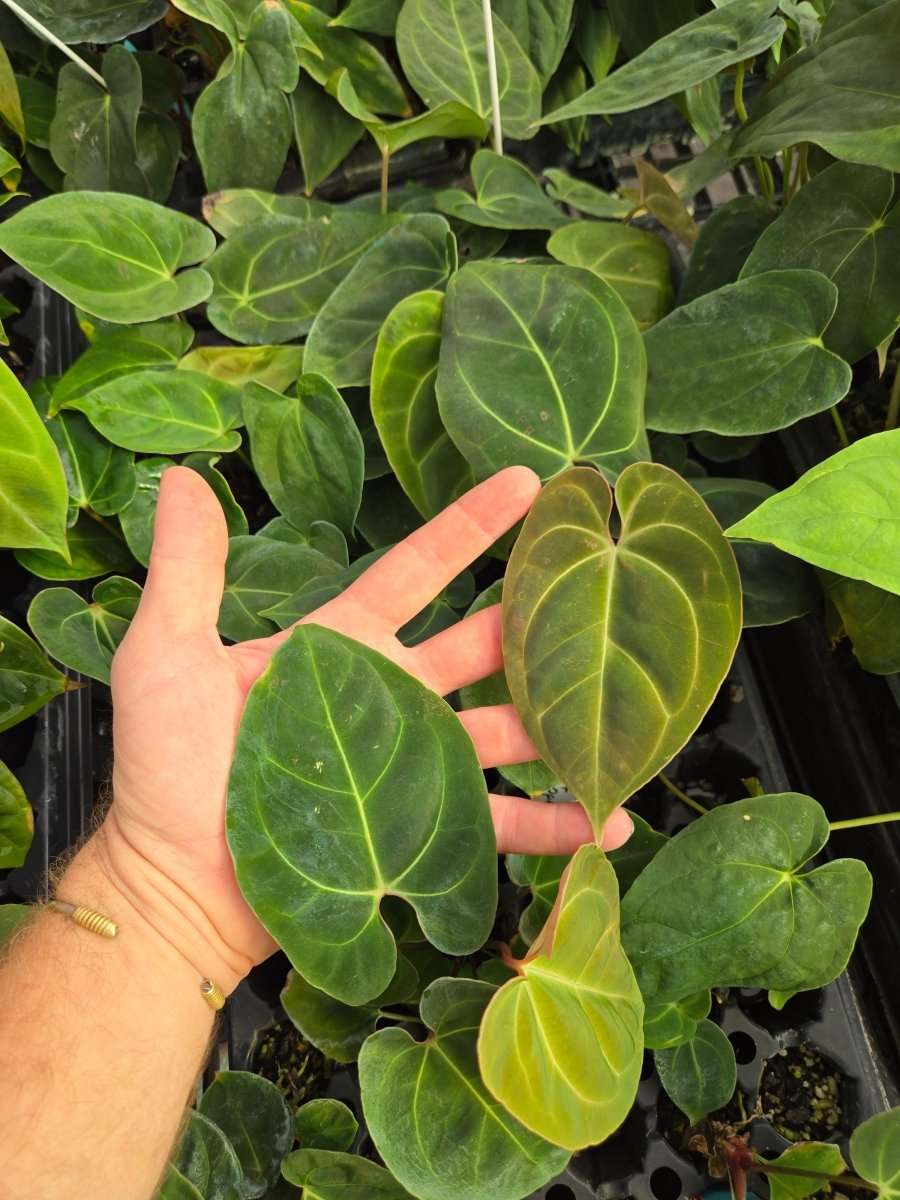 anthurium hoffmani Anthurium 'Hoffmannii X' x open (A24)