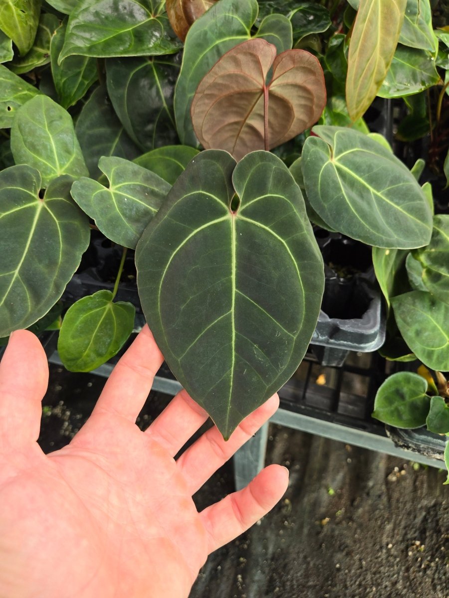 Anthurium 'Hoffmannii X' x open (A24) - Nice Plants Good Pots
