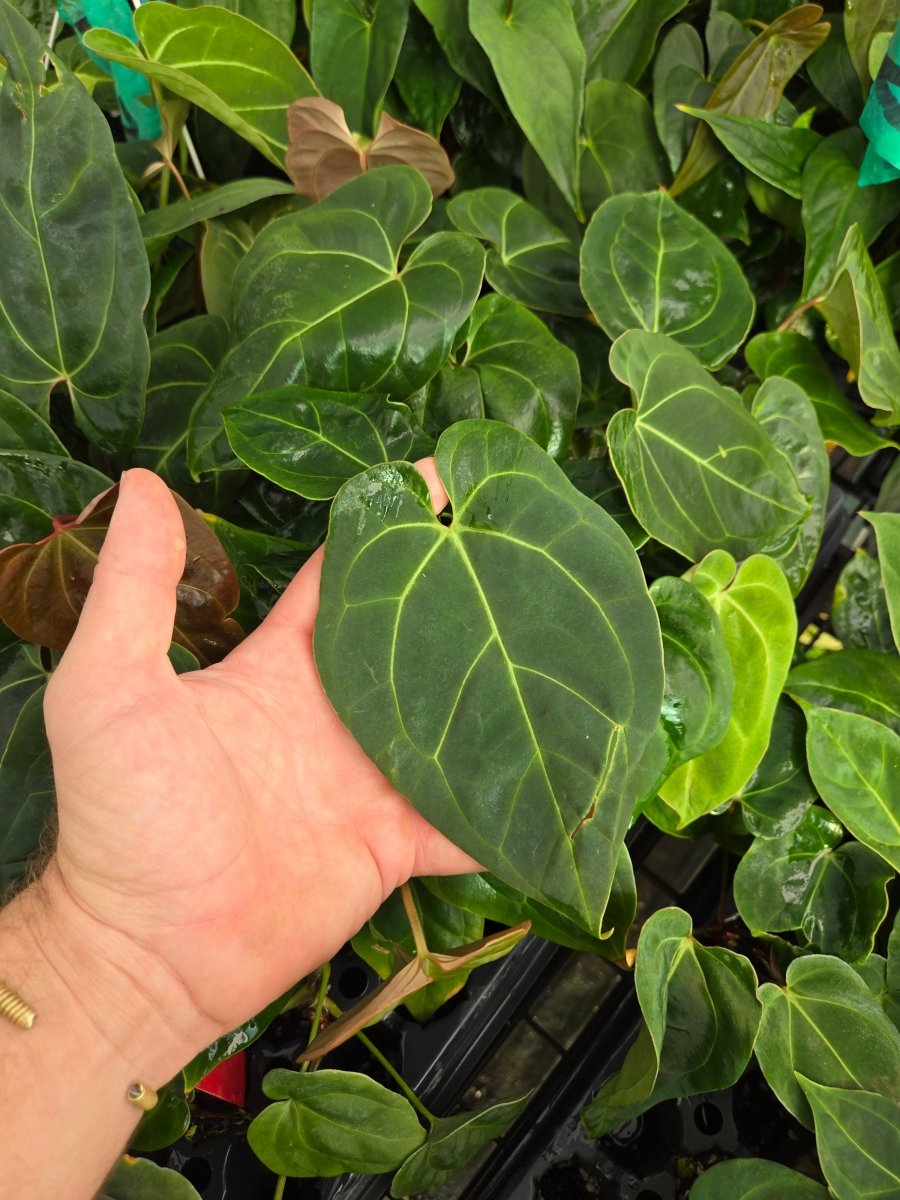 anthurium hoffmanii Anthurium 'Hoffmannii X' x open (A24)