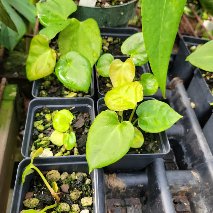 Anthurium Hoffmannii X x Ree Gardens Papillilaminum - Anthurium Seedling - Grower's Choice - Nice Plants Good Pots