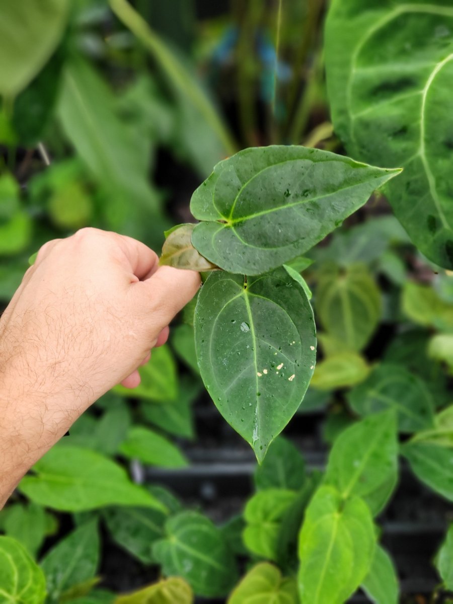 Anthurium John Banta NOID x A. Tim Anderson Crystal Black - Nice Plants Good Pots