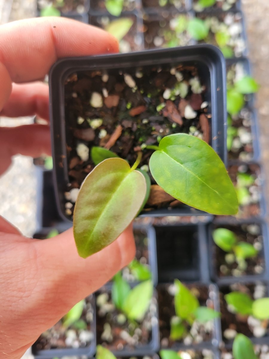 Anthurium Magnificum x A. Moronense X (Tim Anderson A. Mag x A. Papillilaminum) - Nice Plants Good Pots