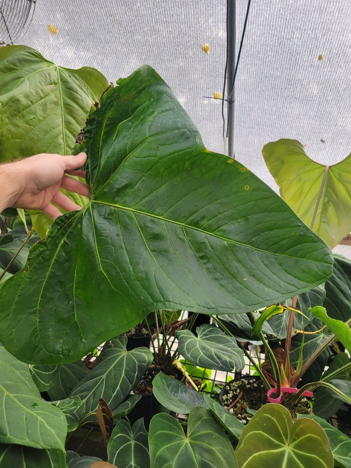 Anthurium Magnificum x A. Moronense X (Tim Anderson A. Mag x A. Papillilaminum) - Nice Plants Good Pots