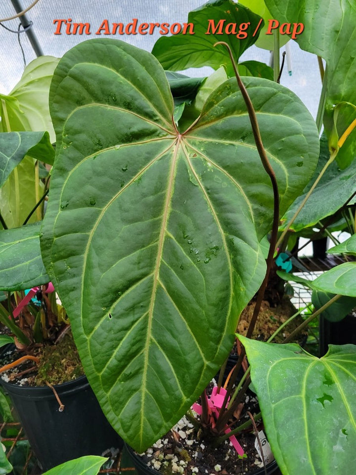 Anthurium Magnificum x A. Moronense X (Tim Anderson A. Mag x A. Papillilaminum) - Nice Plants Good Pots